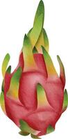 Digital Art of Dragon Fruit with Green Leaves.  Dragon fruit watercolor vector