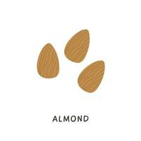 Whole almonds nuts without shell. Simple colored fruits icon. Delicious edible nut hand drawn in minimalistic flat style. Natural vector illustration.