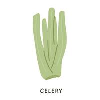 Simple Green celery with stem vector illustration in flat style. Minimalistic vitamin vegetable isolated on white. Hand drawn dietary organic fresh raw plant.
