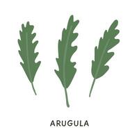 Branch and stem of fresh arugula in colored flat style. Hand drawn Green organic edible rucola rocket herb vector illustration. Natural greenery leaves for salad isolated on white. Iron rich foods.