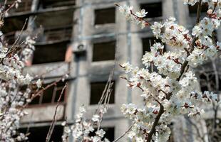 white flowers against the background of destroyed and burnt houses in the city of Ukraine photo