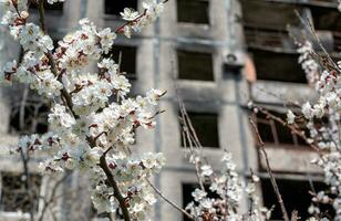 white flowers against the background of destroyed and burnt houses in the city of Ukraine photo