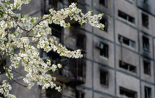 white flowers against the background of destroyed and burnt houses in the city of Ukraine photo