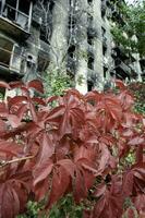 fresh natural flowers against the background of destroyed burnt houses in Ukraine photo