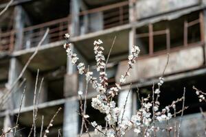 white flowers against the background of destroyed and burnt houses in the city of Ukraine photo