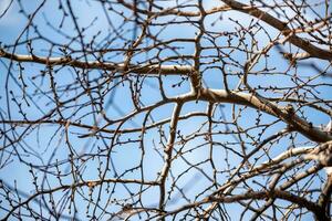 tree branch without leaves against the blue sky photo