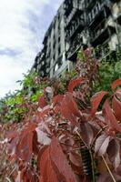 Fresco natural flores en contra el antecedentes de destruido quemado casas en Ucrania foto