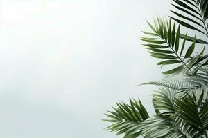 AI generated Subtle beauty a minimalistic background features a delicate palm leaf banner photo