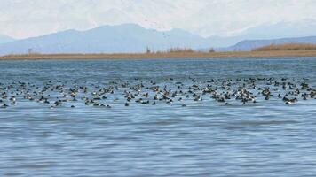 a flock of wild ducks swims on the surface of the Issyk-Kul lake with mountains in the background at summer day video