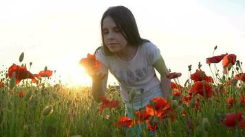 meisje snuiven een papaver bloem in de veld- video
