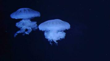 bellissimo blu Medusa 4k video filmato, blu acqua sfondo, marino video clip, mare natura bellissimo creature, medusa