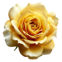 AI generated Yellow Rose on isolated background png