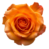 ai generiert Orange Rose auf isoliert Hintergrund png