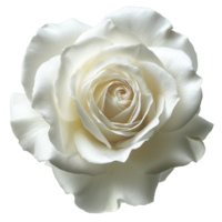 AI generated White Rose on isolated background png