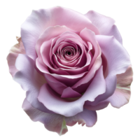 ai generiert Lavendel Rose auf isoliert Hintergrund png