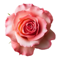 ai gegenereerd roze roos Aan geïsoleerd achtergrond png
