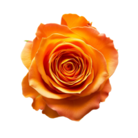 AI generated Orange Rose on isolated background png