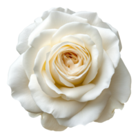 AI generated White Rose on isolated background png