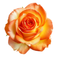 ai généré Orange Rose sur isolé Contexte png