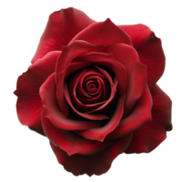 AI generated Red Rose on isolated background png