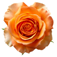 ai generiert Orange Rose auf isoliert Hintergrund png