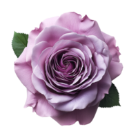 AI generated Lavender Rose on isolated background png