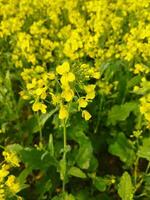 Looking at the field, it is as if a yellow carpet has been spread across the horizon. In the land of the yellow king of mustard flowers, the harvest field is buzzing with the hum of bees collecting ho photo