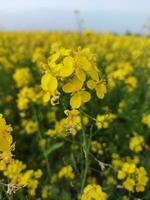 mirando a el campo, eso es como Si un amarillo alfombra tiene estado untado a través de el horizonte. en el tierra de el amarillo Rey de mostaza flores, el cosecha campo es zumbido con el tararear de abejas coleccionar Ho foto