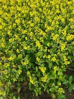 Looking at the field, it is as if a yellow carpet has been spread across the horizon. In the land of the yellow king of mustard flowers, the harvest field is buzzing with the hum of bees collecting ho photo