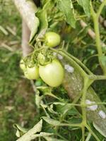 tomate es un muy útil vegetal con antioxidantes ese ayuda evitar cáncer. foto