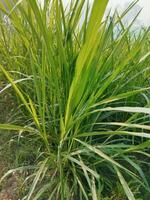 Napier Grass Cultivation Methods and Nutritional Properties 1. Introduction of Grass Varieties 2. Nutritional Properties and Uses of this Grass 3. Grass Cuttings and Seeds photo