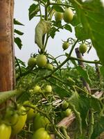 tomate es un muy útil vegetal con antioxidantes ese ayuda evitar cáncer. foto