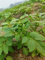 patatas son ahora siendo cultivado a través de el horizonte, mirando alrededor, eso parece me gusta el Rocío gotas en el acumulado patata hojas como el ligero de el verde estalla foto