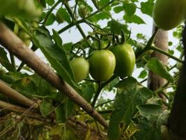 Tomato is a very useful vegetable with antioxidants that help prevent cancer. photo