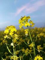 mirando a el campo, eso es como Si un amarillo alfombra tiene estado untado a través de el horizonte. en el tierra de el amarillo Rey de mostaza flores, el cosecha campo es zumbido con el tararear de abejas coleccionar Ho foto