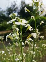 de la naturaleza lozano tierra es mi país, rábano flor será crecer de nuevo desde esta flor, nuevo semilla árbol, esta es llamado generación. foto