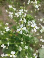 Nature's lush land is my country, Radish flower will grow again from this flower, new seed tree, this is called generation. photo