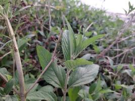 The stem and leaves of Banpudina are fragrant and fragrant. The stem of Banpudina breaks with a crackling sound when slightly pressed, hence its other names are Matmatia and Matka. It is probably give photo