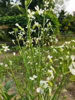 de la naturaleza lozano tierra es mi país, rábano flor será crecer de nuevo desde esta flor, nuevo semilla árbol, esta es llamado generación. foto