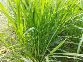 Napier Grass Cultivation Methods and Nutritional Properties 1. Introduction of Grass Varieties 2. Nutritional Properties and Uses of this Grass 3. Grass Cuttings and Seeds photo