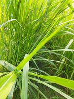 Napier Grass Cultivation Methods and Nutritional Properties 1. Introduction of Grass Varieties 2. Nutritional Properties and Uses of this Grass 3. Grass Cuttings and Seeds photo