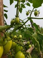 tomate es un muy útil vegetal con antioxidantes ese ayuda evitar cáncer. foto