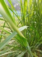 Napier Grass Cultivation Methods and Nutritional Properties 1. Introduction of Grass Varieties 2. Nutritional Properties and Uses of this Grass 3. Grass Cuttings and Seeds photo