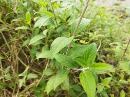 The stem and leaves of Banpudina are fragrant and fragrant. The stem of Banpudina breaks with a crackling sound when slightly pressed, hence its other names are Matmatia and Matka. It is probably give photo