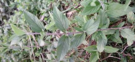 The stem and leaves of Banpudina are fragrant and fragrant. The stem of Banpudina breaks with a crackling sound when slightly pressed, hence its other names are Matmatia and Matka. It is probably give photo