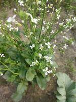 Nature's lush land is my country, Radish flower will grow again from this flower, new seed tree, this is called generation. photo