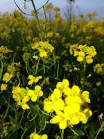 mirando a el campo, eso es como Si un amarillo alfombra tiene estado untado a través de el horizonte. en el tierra de el amarillo Rey de mostaza flores, el cosecha campo es zumbido con el tararear de abejas coleccionar Ho foto