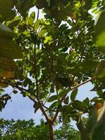 sus científico nombre es psidiun guajava. allí son acerca de 100 especies de guayaba. esta nativo fruta, lleno de extraordinario nutricional cualidades, es a menudo crecido en nuestra país. varios enfermedades me gusta diarr foto