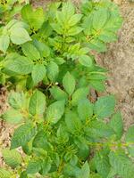 Potatoes are now being cultivated across the horizon, looking around, it seems like the dew drops on the accumulated potato leaves as the light of the green bursts. photo