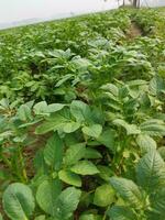 patatas son ahora siendo cultivado a través de el horizonte, mirando alrededor, eso parece me gusta el Rocío gotas en el acumulado patata hojas como el ligero de el verde estalla foto